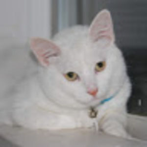 Meet your Posher, Ariana